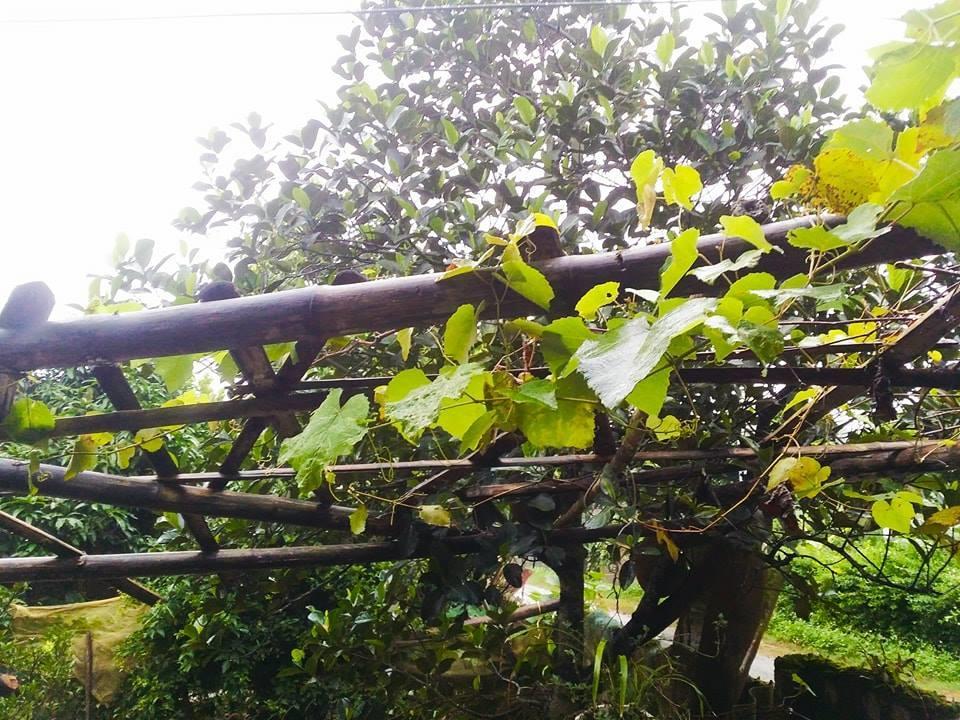 Homestay Moc Chau Kültér fotó